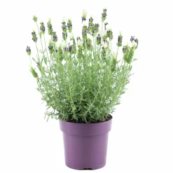 Skärmlavendel Anouk Collection 15cm kruka>Danblumen New