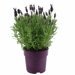 Skärmlavendel Anouk Collection 15cm kruka>Danblumen New
