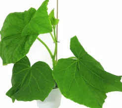 Slanggurka lat. Cucumis sativus 'Candy'>Mäster Grön Discount