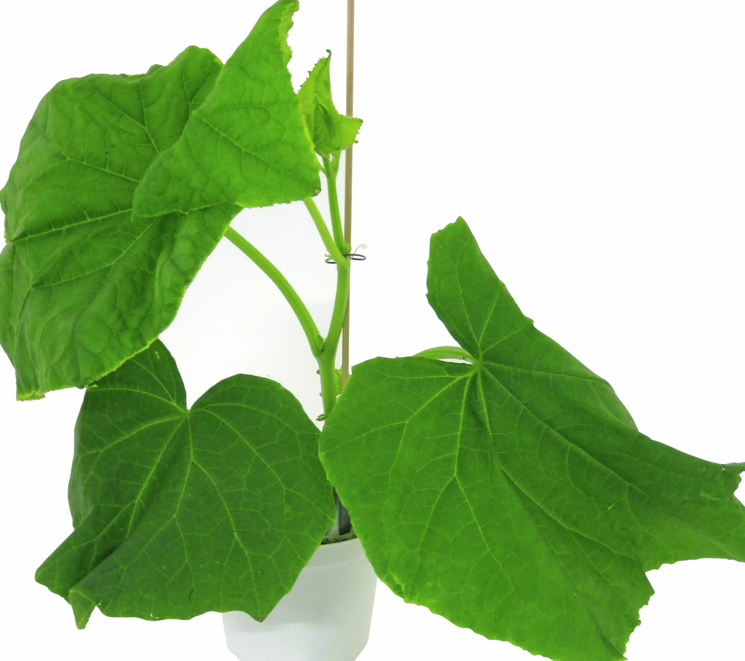 Slanggurka lat. Cucumis sativus 'Candy'>Mäster Grön Discount