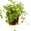 Slideranka Muehlenbeckia 12cm kruka>Danblumen Outlet