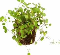 Slideranka Muehlenbeckia 12cm kruka>Danblumen Outlet