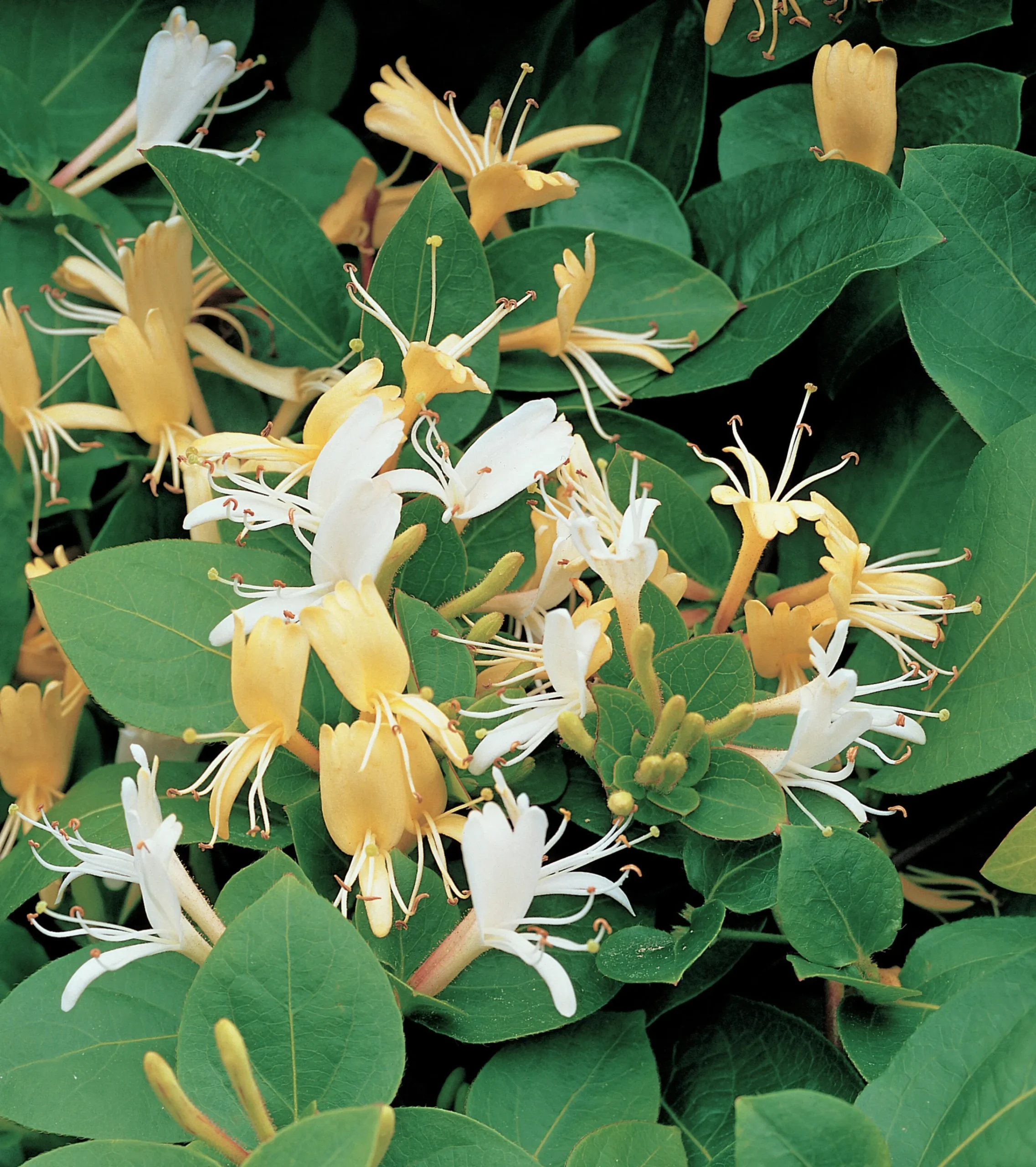 Slingertry 'Hall's Prolific'>Omnia garden Best