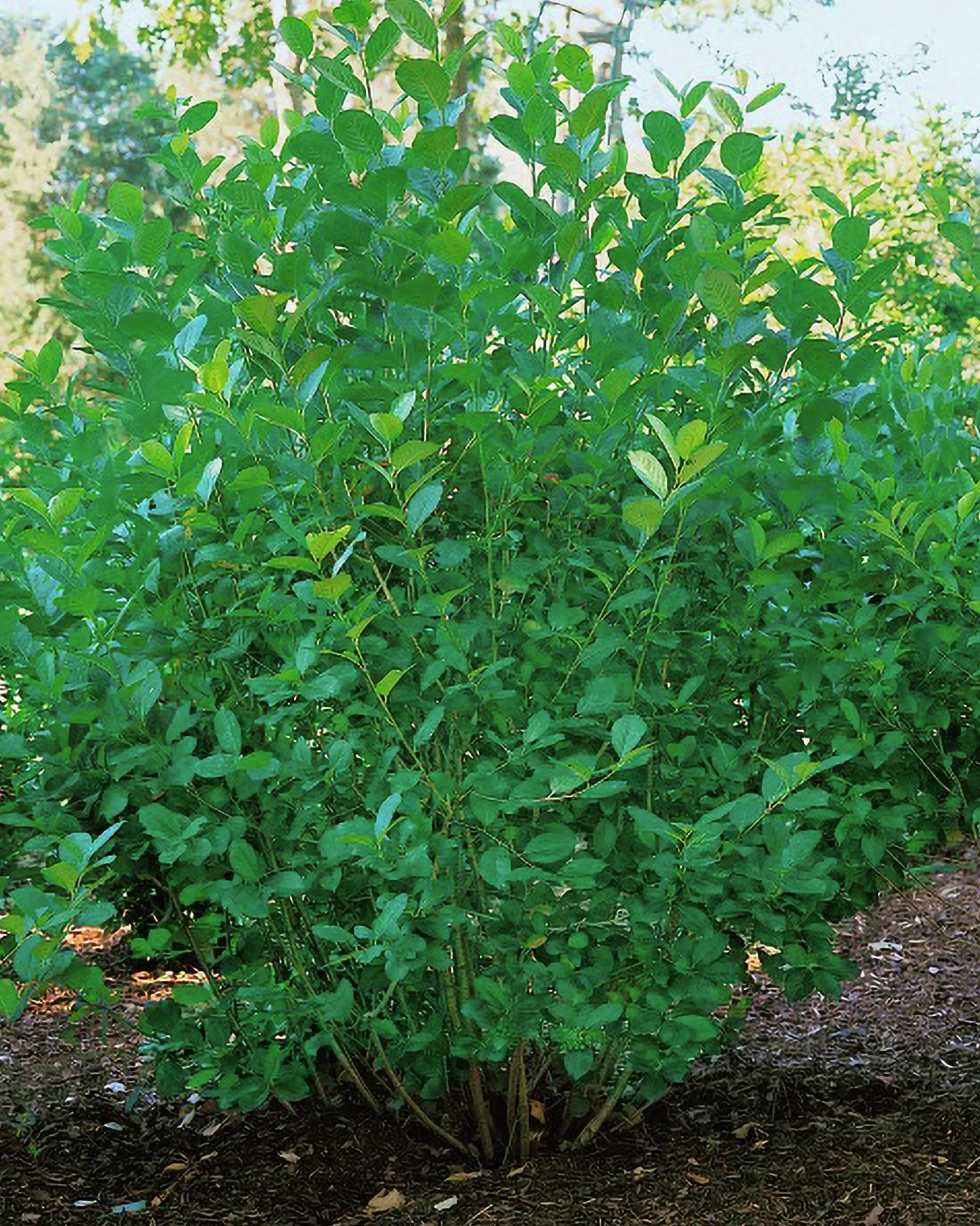Slånaronia 'Elata' Barrotad>Omnia garden New