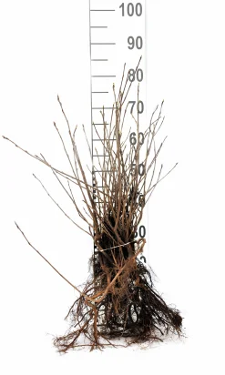 Slånaronia 'Elata' Barrotad><noscript><img width=