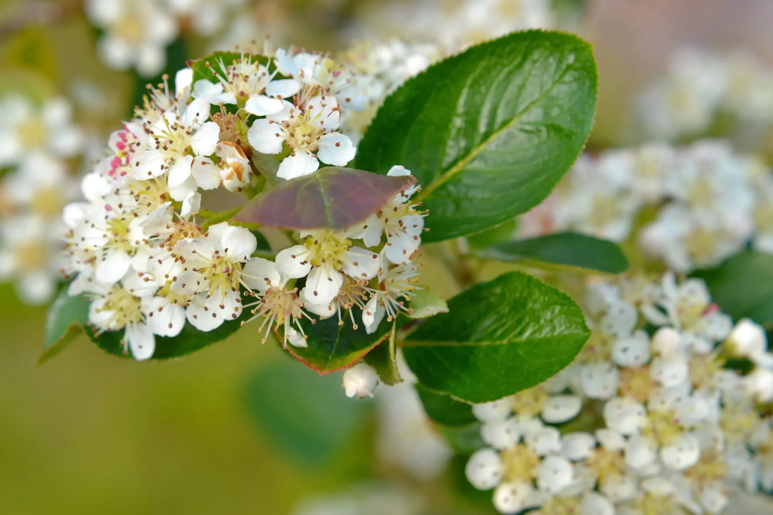 Slånaronia 'Elata' FK Västeråker Certifierad Krukodlad>Omnia garden Clearance