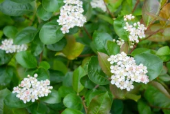 Slånaronia 'Elata' FK Västeråker Certifierad Krukodlad><noscript><img width=