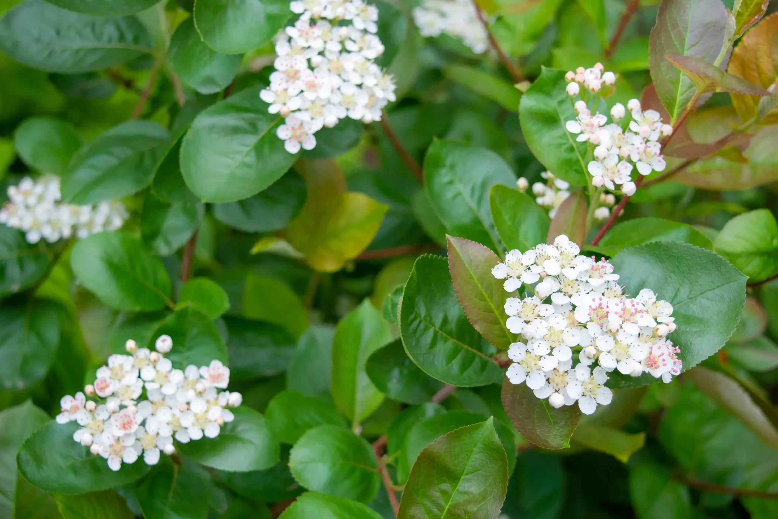 Slånaronia 'Elata' FK Västeråker Certifierad Krukodlad>Omnia garden Clearance