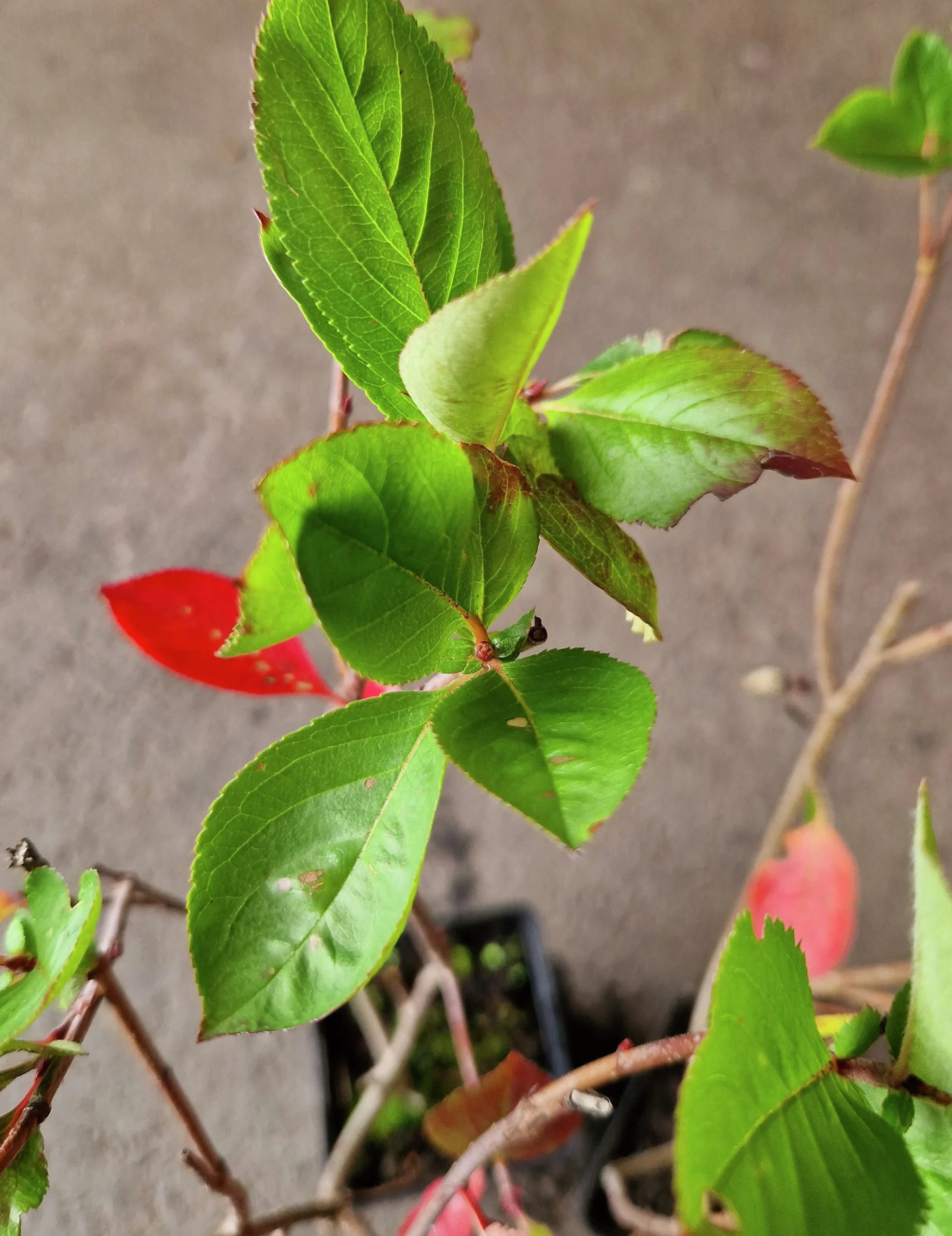 Slånaronia 'Elata' FK Västeråker Certifierad Krukodlad>Omnia garden Clearance