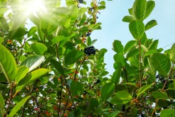 Slånaronia 'Elata' FK Västeråker Certifierad Krukodlad><noscript><img width=