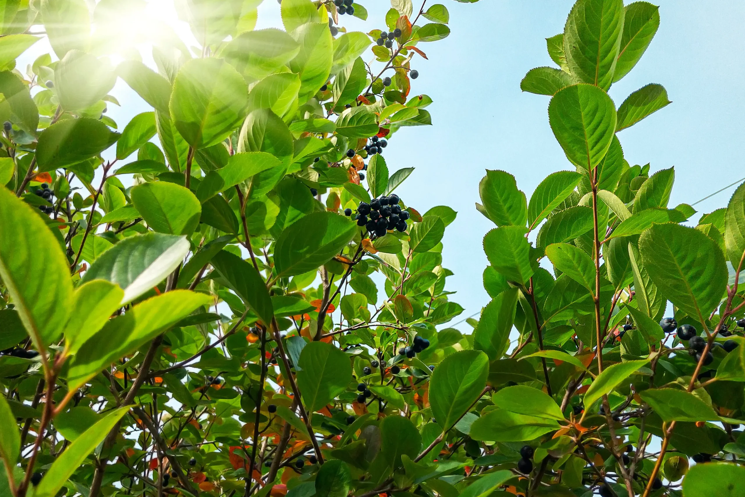 Slånaronia 'Elata' FK Västeråker Certifierad Krukodlad>Omnia garden Clearance