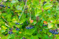 Slånaronia 'Elata' FK Västeråker Certifierad Krukodlad><noscript><img width=