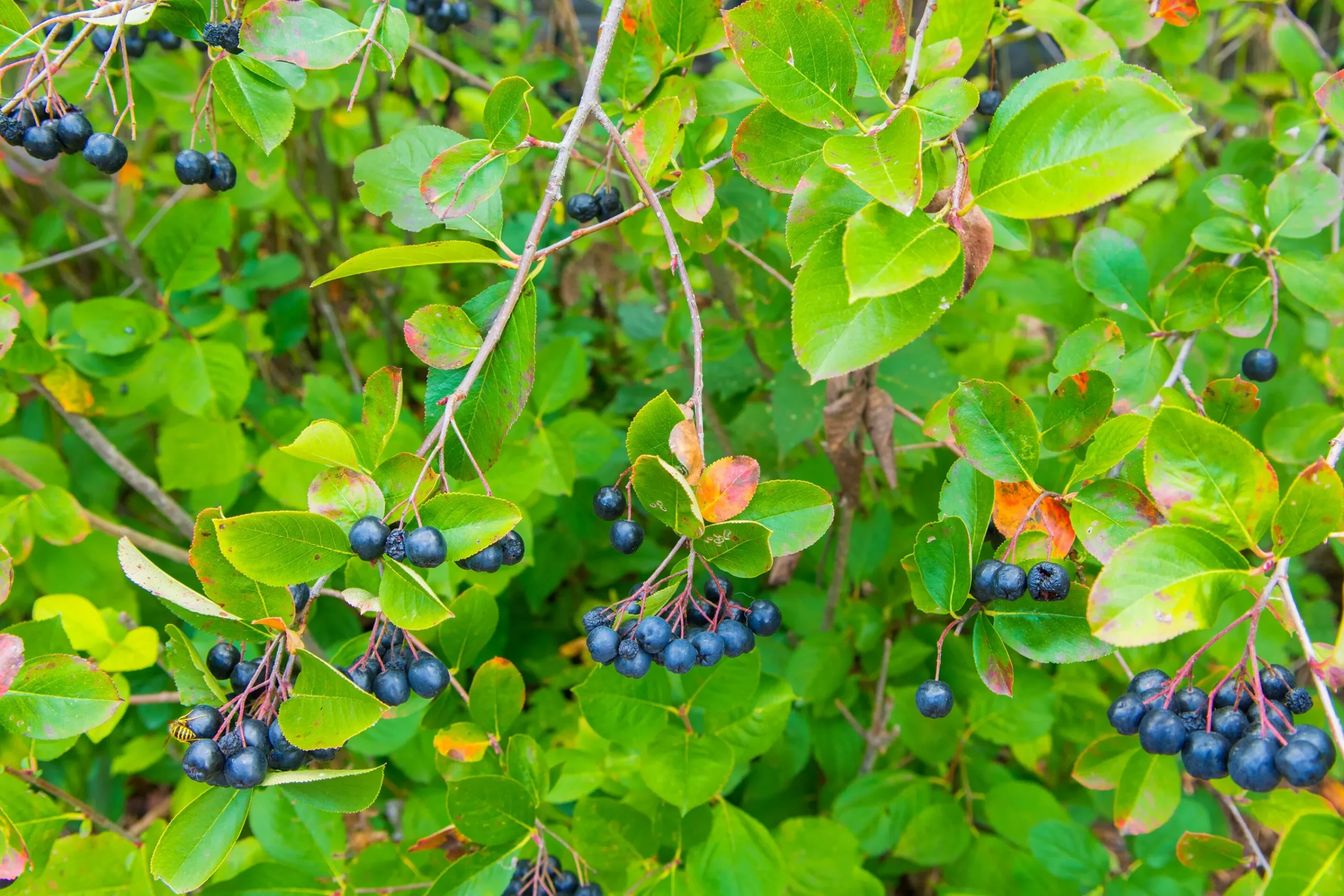 Slånaronia 'Elata' FK Västeråker Certifierad Krukodlad>Omnia garden Clearance