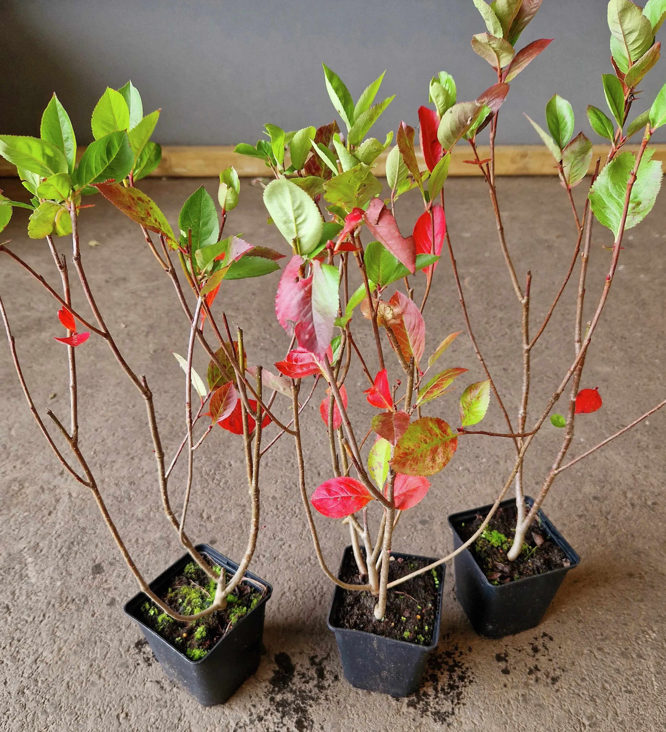Slånaronia 'Elata' FK Västeråker Certifierad Krukodlad>Omnia garden Clearance