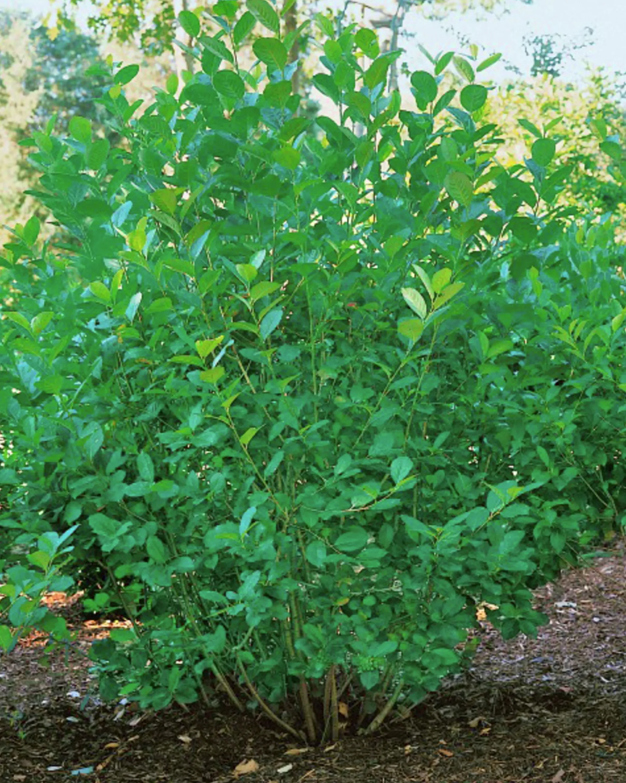 Slånaronia 'Elata' Goliath Barrotad>Omnia garden