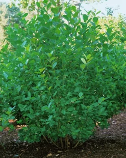 Slånaronia 'Elata' Krukodlad>Omnia garden Best