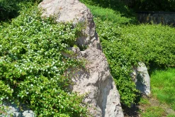 Småbladig Krypoxbär 'Eichholz' D:9-11cm Krukodlad>Omnia garden Hot