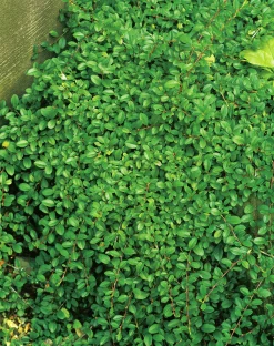 Småbladig Krypoxbär 'Eichholz' D:9-11cm Krukodlad>Omnia garden Hot