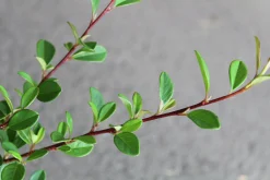Småbladigt Krypoxbär 'Eichholz' Krukodlad>Omnia garden Online