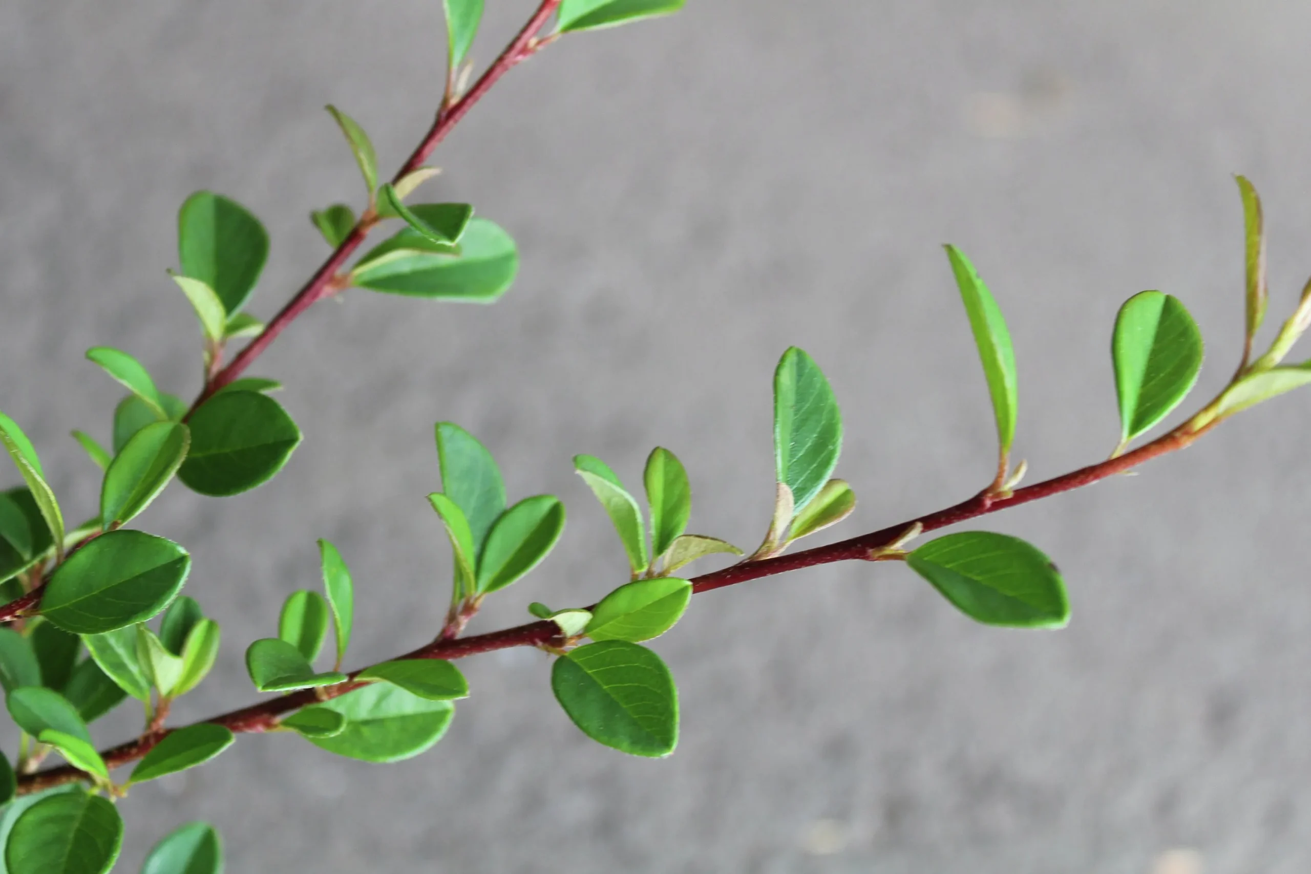Småbladigt Krypoxbär 'Eichholz' Krukodlad>Omnia garden Online
