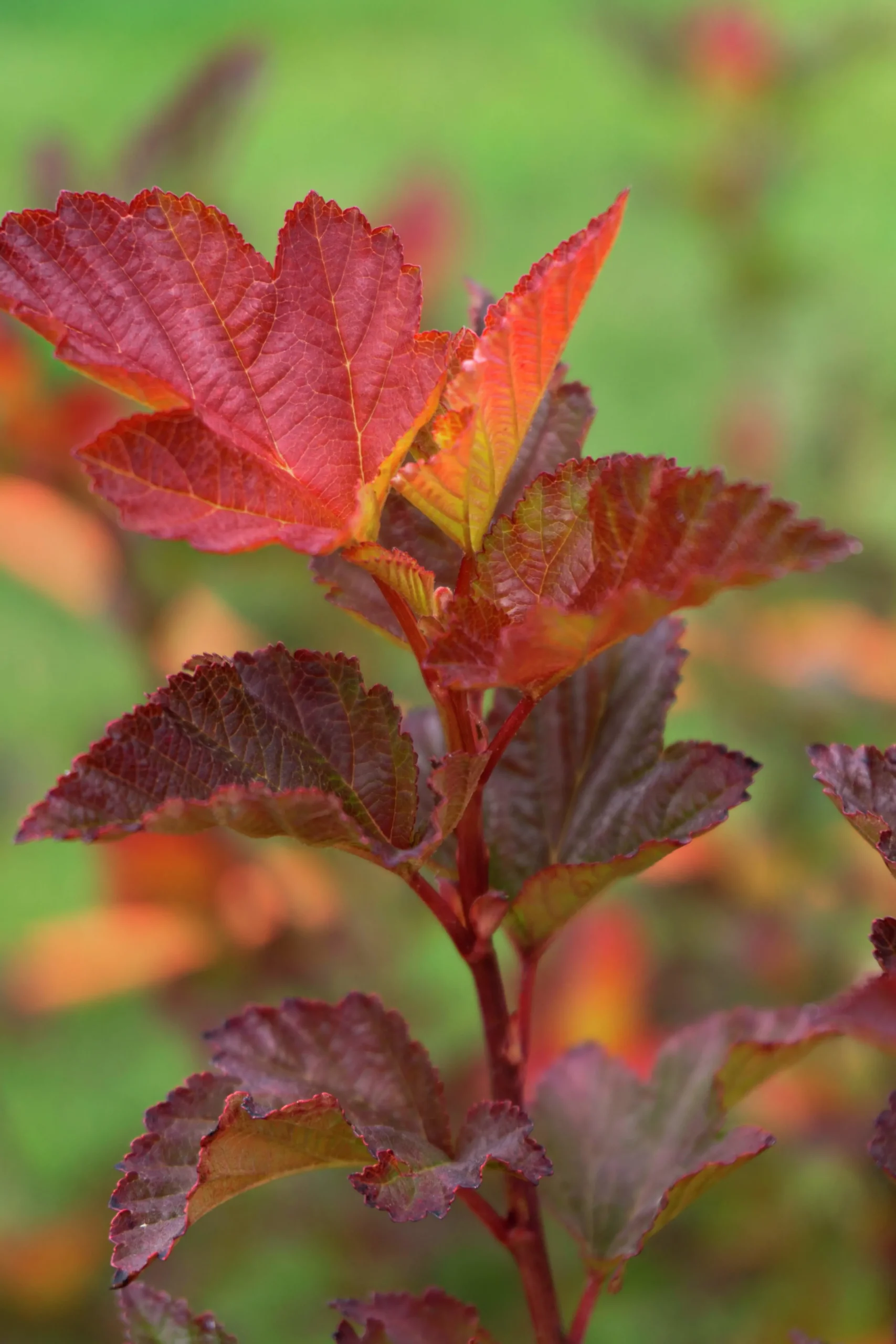 Smällspirea 'Little Angel' 'Hoogi016'>Omnia garden