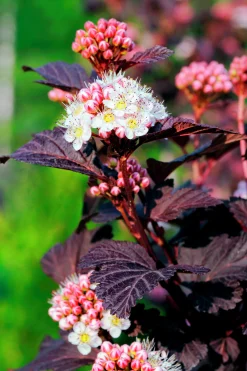 Smällspirea 'Tiny Wine' 'Smpotw'>Omnia garden Online