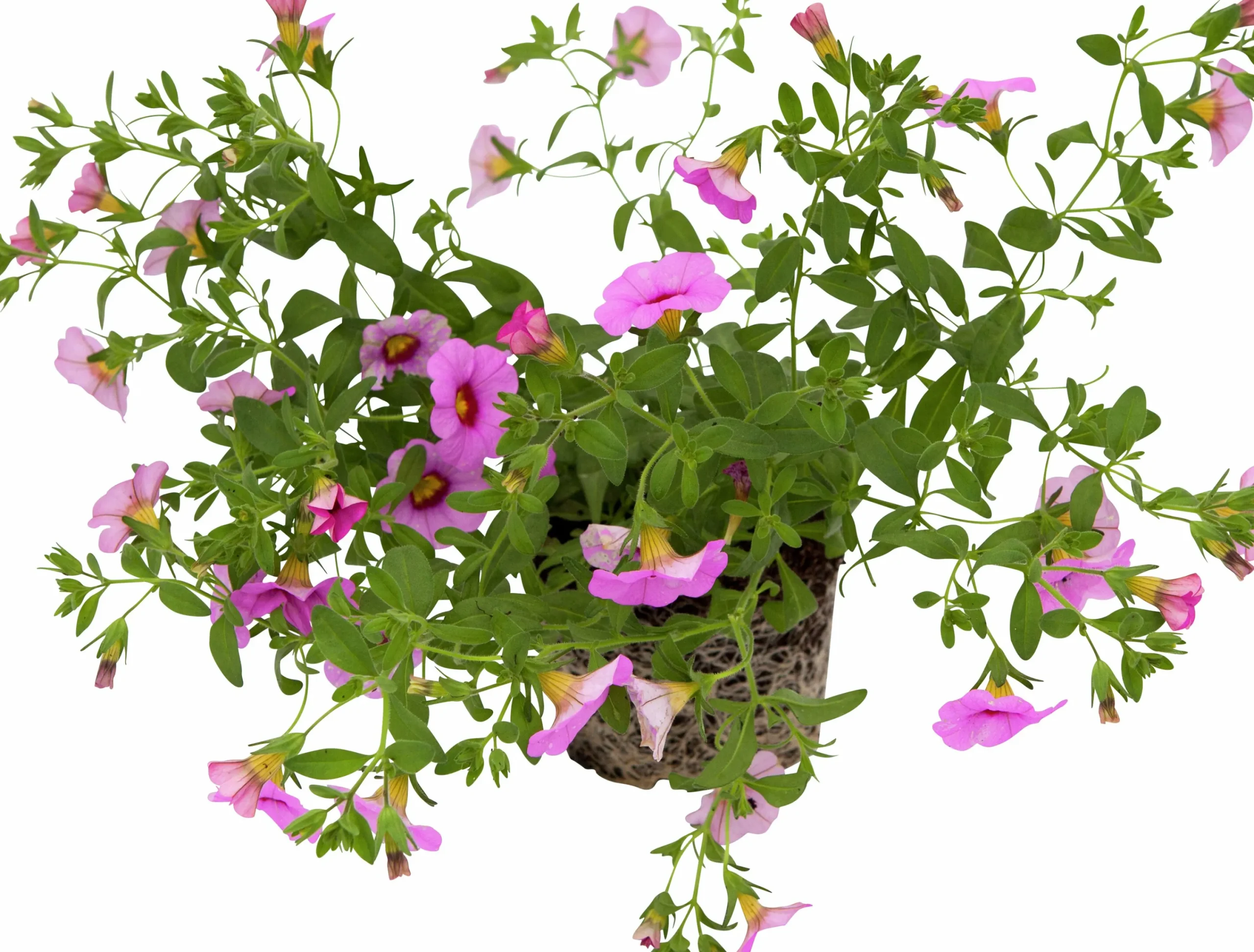 Småpetunia lat. Calibrachoa 'Million Bells'>Mäster Grön Discount