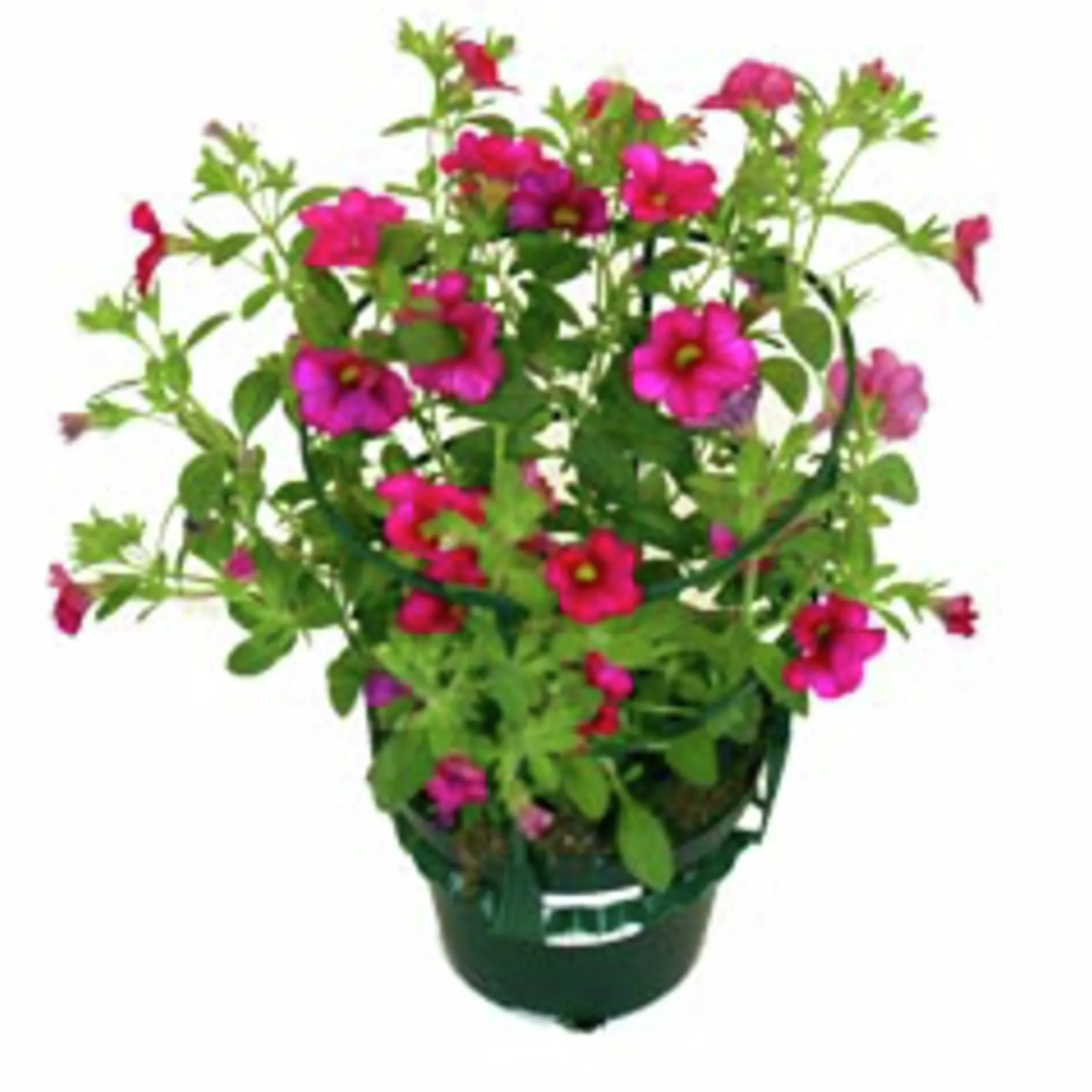 Småpetunia lat. Calibrachoa 'Million Bells'>Mäster Grön Discount