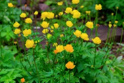 Smörboll syn. Trollius>Omnia garden Discount