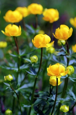 Smörboll syn. Trollius>Omnia garden Discount