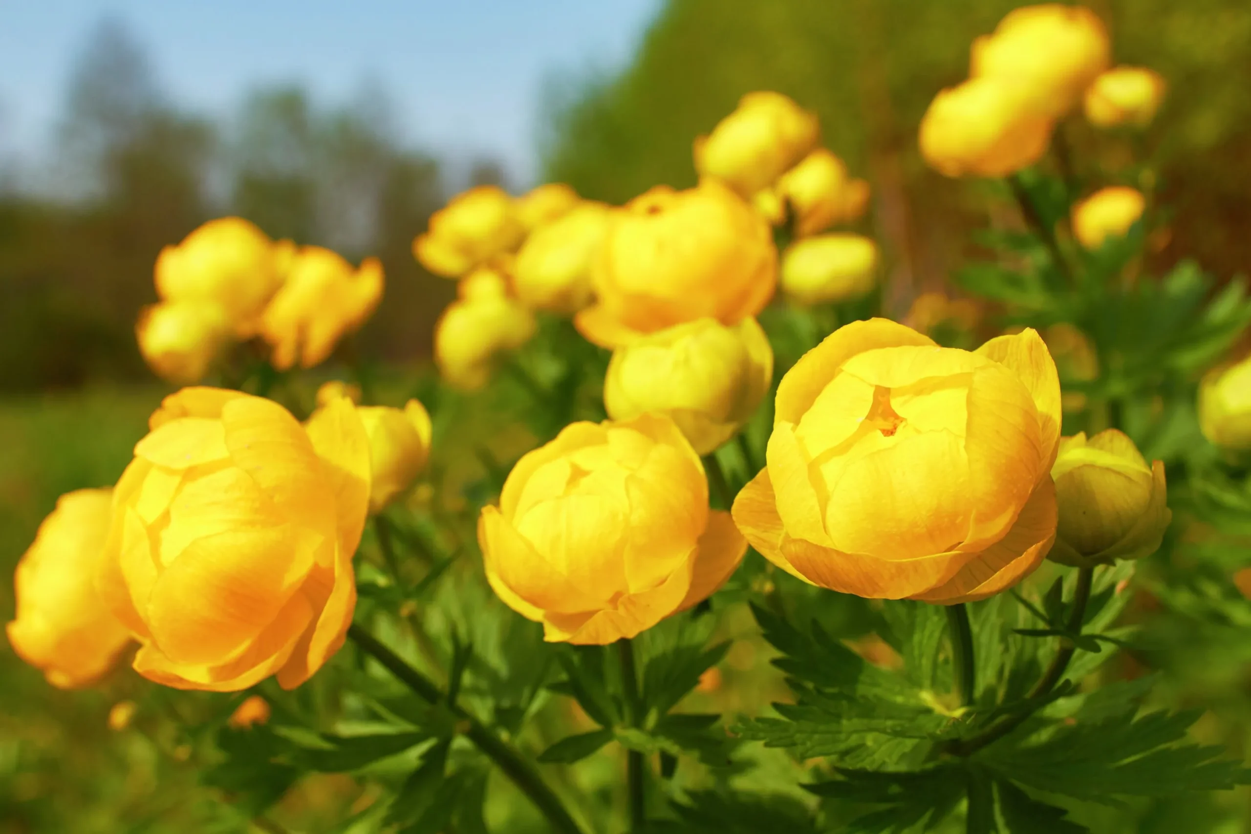 Smörboll syn. Trollius>Omnia garden Discount