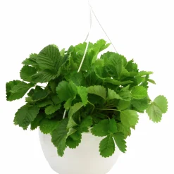 Smultron lat. Fragaria vesca Ampel>Mäster Grön Best