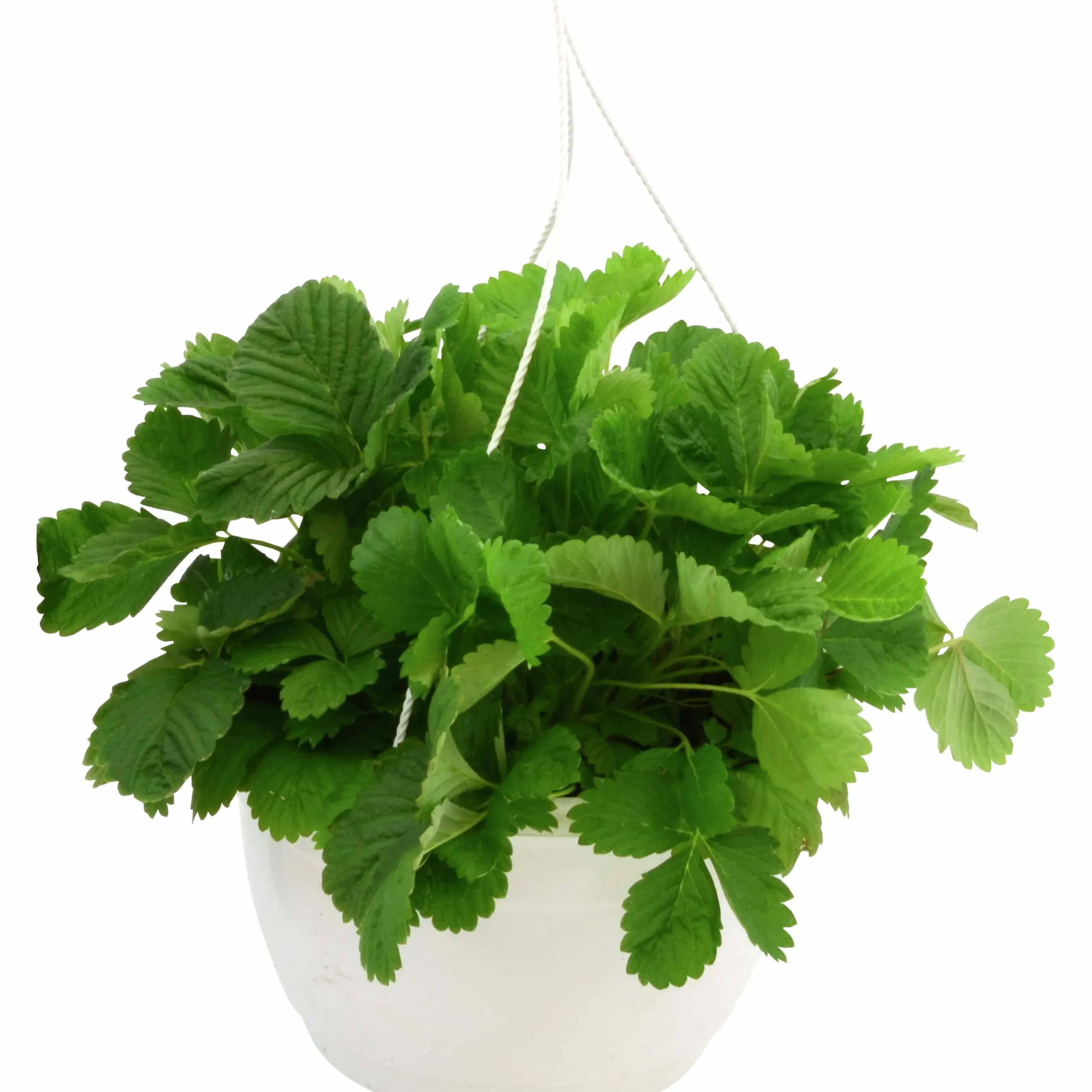 Smultron lat. Fragaria vesca Ampel>Mäster Grön Best