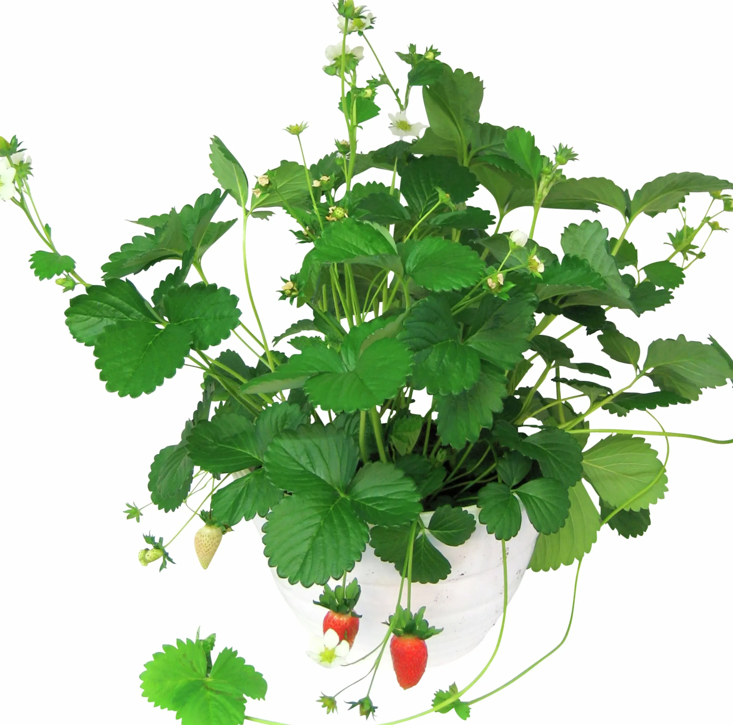 Smultron lat. Fragaria vesca Ampel>Mäster Grön Best