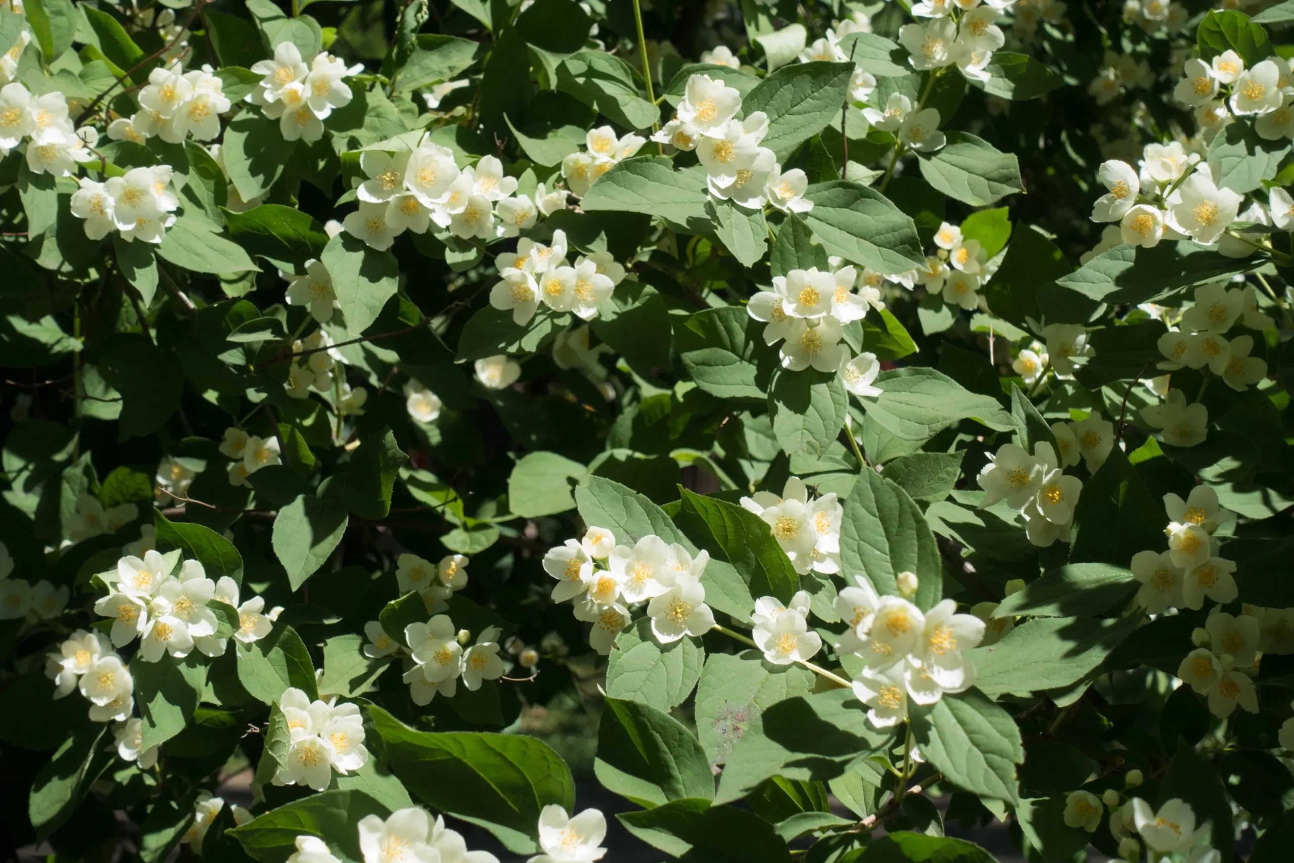 Smultronschersmin 'Mont Blanc' D:9-11cm Krukodlad>Omnia garden Discount