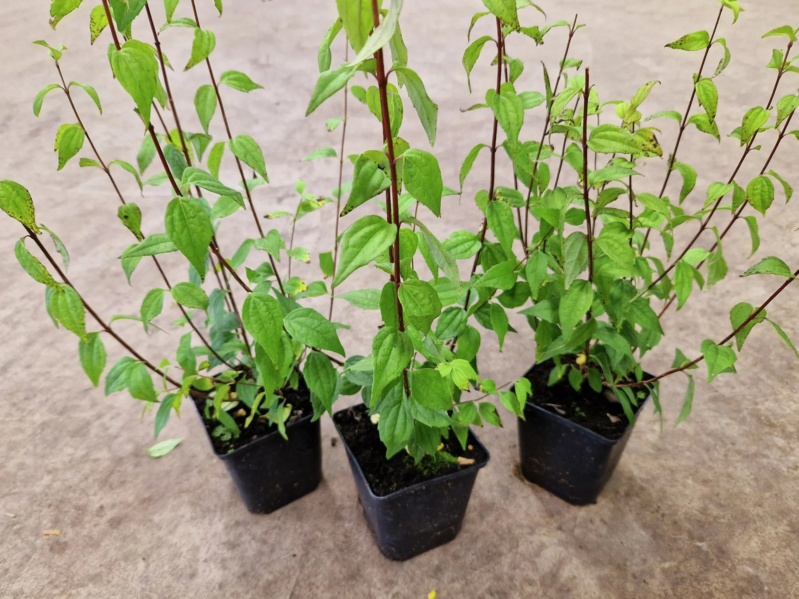 Smultronschersmin 'Mont Blanc' D:9-11cm Krukodlad>Omnia garden Discount