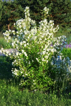 Smultronschersmin 'Mont Blanc' D:9-11cm Krukodlad><noscript><img width=