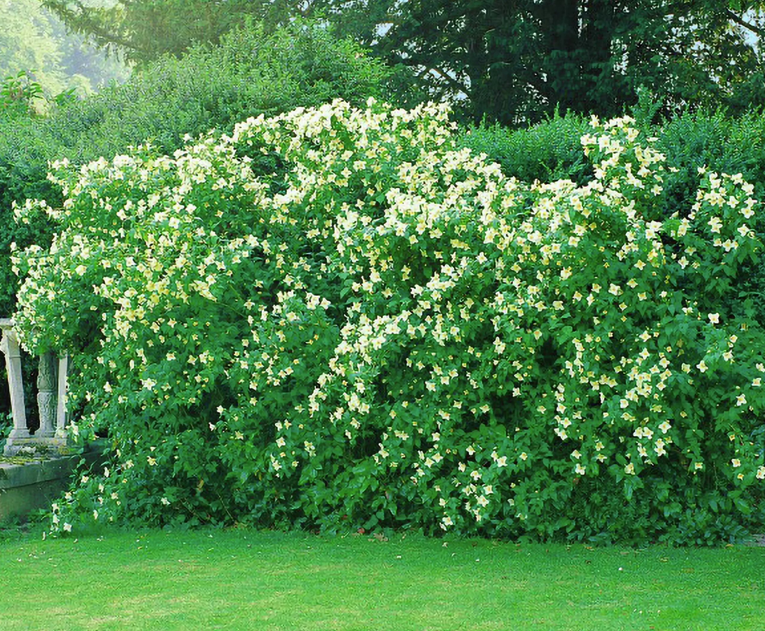 Smultronschersmin 'Mont Blanc' D:9-11cm Krukodlad>Omnia garden Discount