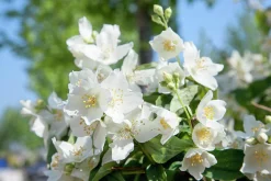 Smultronschersmin 'Mont Blanc' Barrotad><noscript><img width=