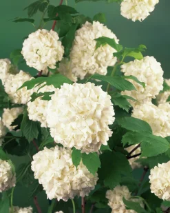 Snöbollsbuske 'Roseum' Krukodlad>Omnia garden Discount