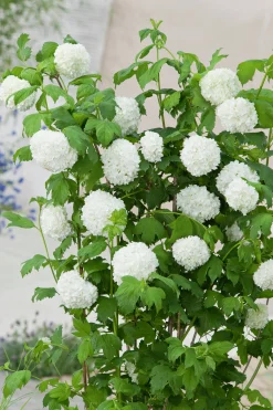Snöbollsbuske 'Roseum' Krukodlad>Omnia garden Discount