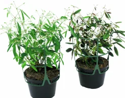 Snötörel lat. Euphorbia 'Diamond Frost'>Mäster Grön Clearance