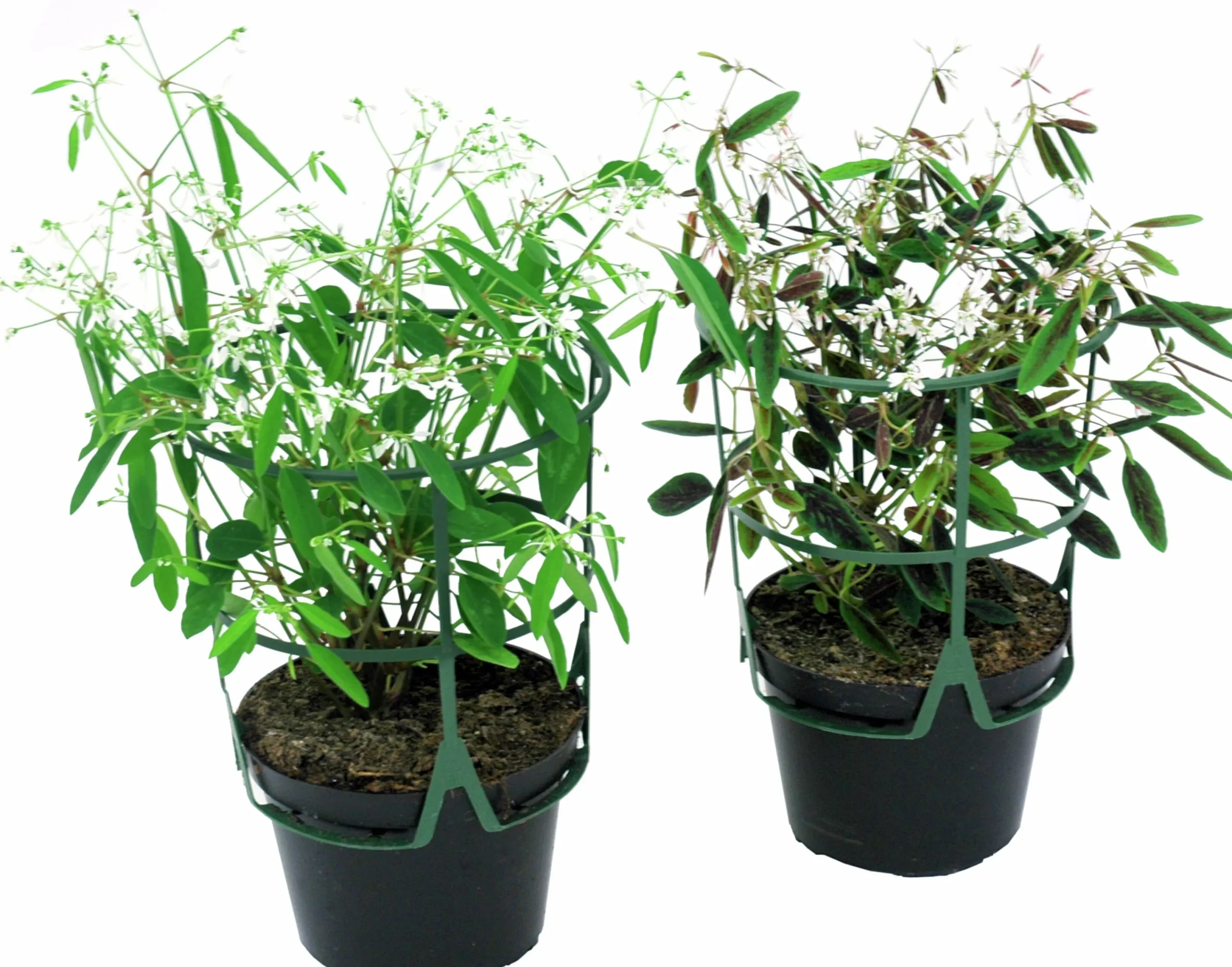 Snötörel lat. Euphorbia 'Diamond Frost'>Mäster Grön Clearance