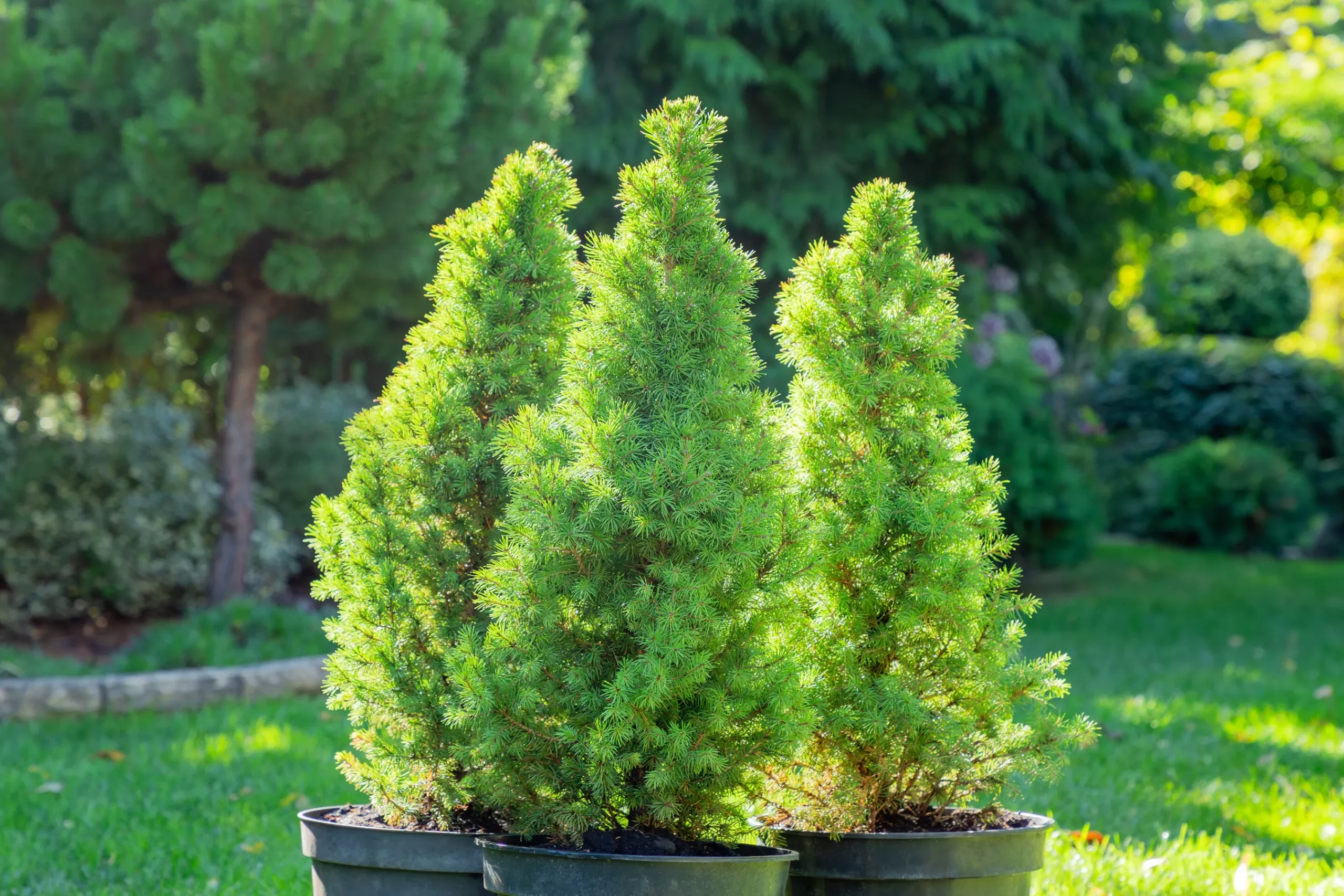 Sockertoppsgran 'Conica' Krukodlad>Omnia garden
