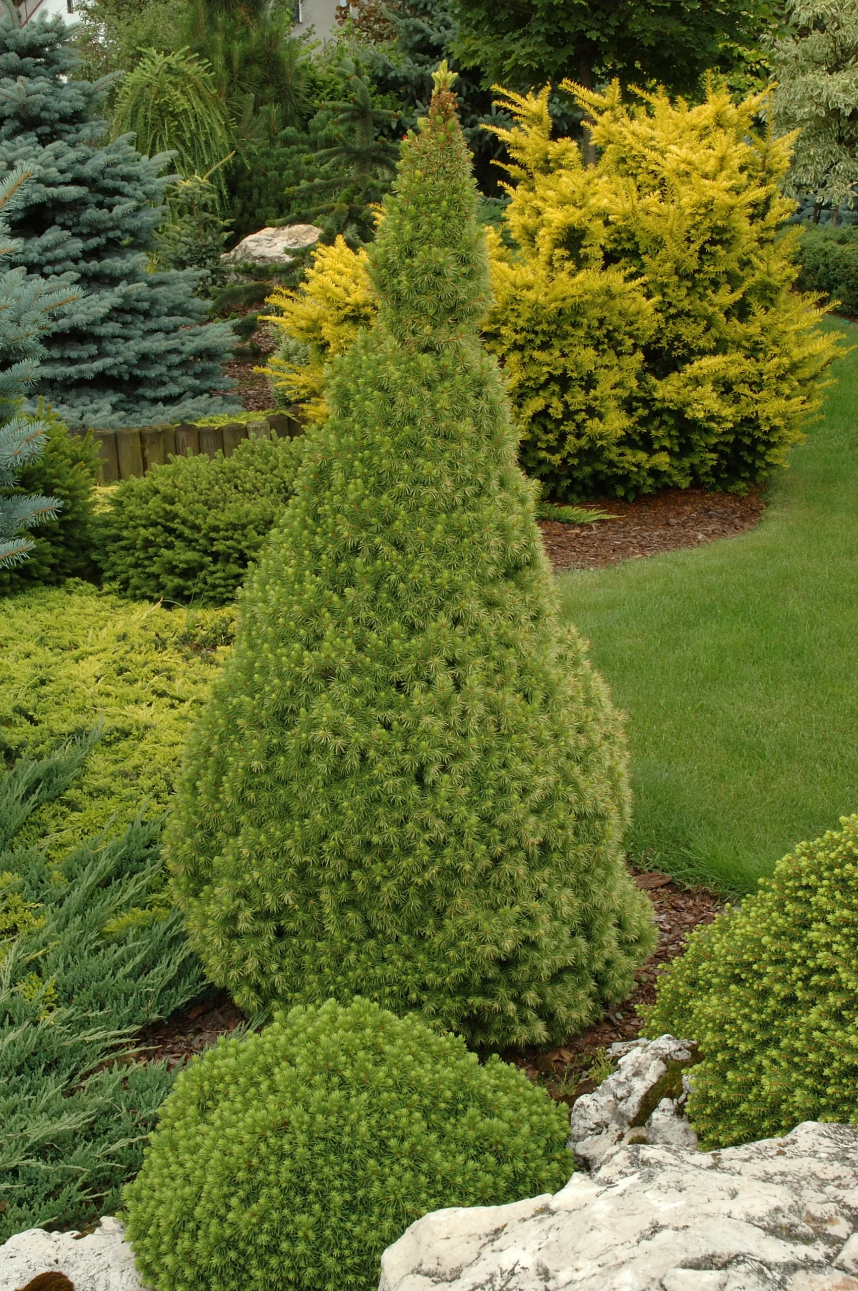 Sockertoppsgran 'Conica' Krukodlad>Omnia garden