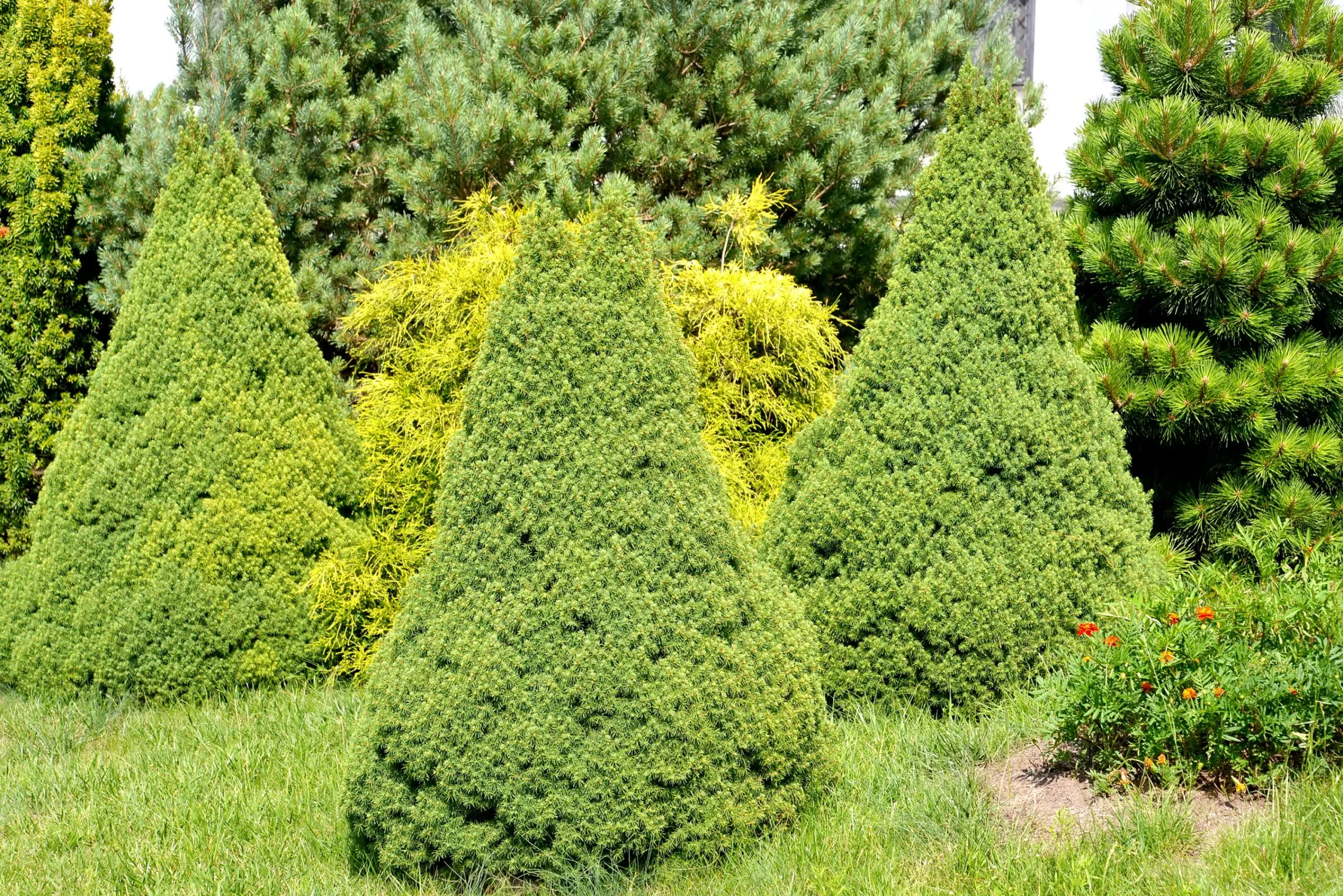 Sockertoppsgran 'Conica' Krukodlad>Omnia garden