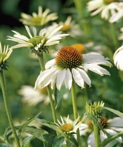 Solhatt 'Alba'>Omnia garden Best