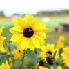 Solros lat. Helianthus annuus>Mäster Grön Hot