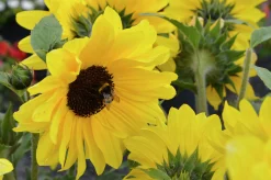 Solros lat. Helianthus annuus>Mäster Grön Hot