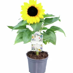Solros lat. Helianthus annuus><noscript><img width=